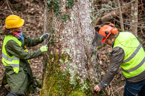 Best Stump Grinding and Removal  in USA