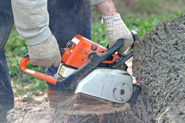 Best Leaf Removal  in USA